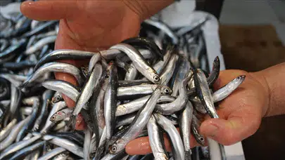 Türk hamsisi 20 ülkenin sofrasında