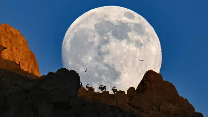 Van’da yaban keçileri dolunay manzarasında sürüler halinde görüntülendi