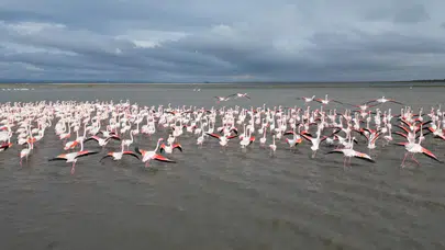 Gala Gölü’nde pembe manzara: Binlerce flamingo konaklıyor!