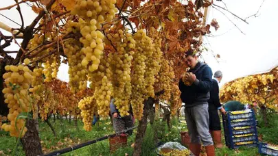 Sultaniye üzümlerinde hasat sezonu kapanıyor