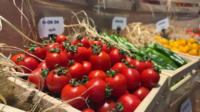 Biber ve salatalık tohumunda Türkiye şaşırtıyor: Yüzde 31 artış!