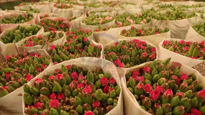 Antalya'da süs bitkileri için organize tarım bölgesi