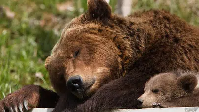 Bir ev, bir ayı, bir ay: California’da akılalmaz 'alt kat' hikâyesi