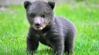 Güney Kore'de alternatif tıp için ayıların yetiştirilmesi yarından itibaren yasaklanıyor