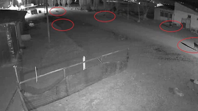 Bayburt’ta kurtlar kafayı köpeğe takınca... O tuzak kameraya anbean yansıdı!