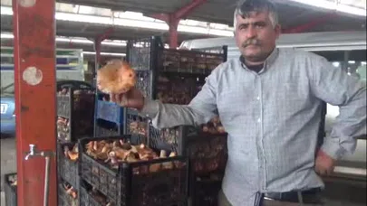 Kaz dağları’ndan sofralara: Çam melkisi yoğun ilgi görüyor!