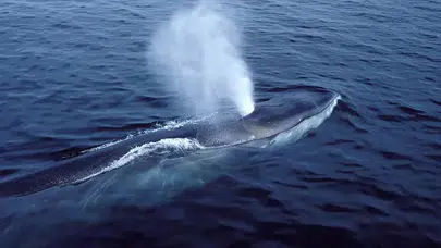 Arktik’ten alarm: Balinaların nefesinde katil virüs!