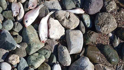 Sahilde korkutan görüntü! Anında ekipler çağrıldı