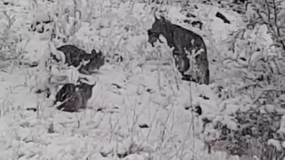 Elazığ’da vaşak ailesi görüntülendi