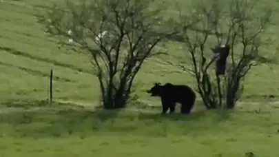 Ayıyla burun buruna geldi! O anlar cep telefonu kamerasına böyle yansıdı...