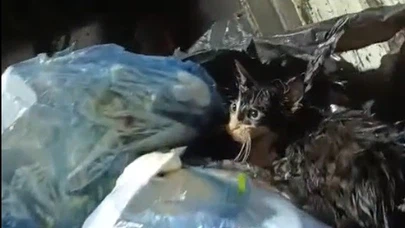 Bu nasıl vicdan! Kediyi poşete koyup çöpe attılar