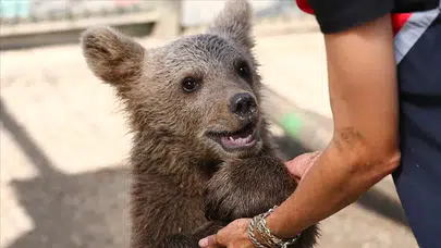 Ayder’de nefes kesen kurtarma: Yavru ayı ağaçta mahsur kaldı!