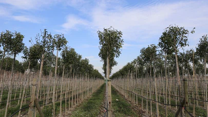 81 Yıllık fidanlık 2025’te sınırları zorladı: İşte rekorun ardındaki sır!