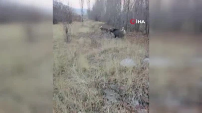 Muş’ta yaban domuzu ile çoban köpeklerinin kovalamacası kamerada
