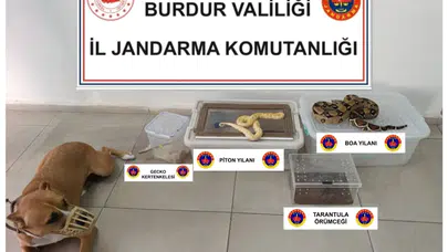 Piton, tarantula, pitbull... Ev değil belgesel seti!