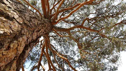 Ağaç kesimi tartışması kanlı bitti: Giresun’da icra görevlisine köyde saldırı!