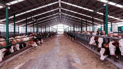 Seferihisar’daki şap vakası Urla’ya sıçradı: Bölge karantinada!