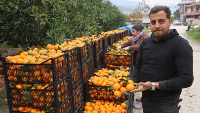 Tarla fiyatı 2 TL’ye kadar gerileyen mandalina üreticilerinden market fiyatlarına tepki