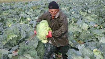 Turşuların başrol oyuncusu lahananın hasadına devam ediliyor