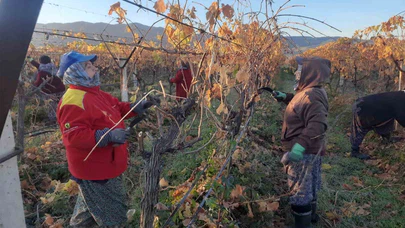 Sarıgöl’de kadın emeğiyle bağlar yeniden hayat buluyor!