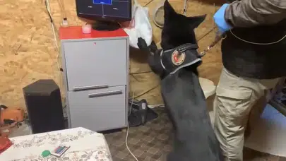 Koku aldı, ekipler harekete geçti: Narkotik köpeği Tony’den tam isabet!