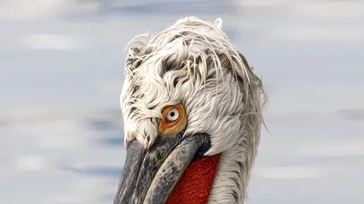 İzmir’in doğal hazinesi! Gediz Deltası pelikanlarla renklendi