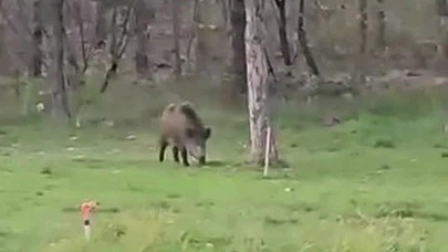 Üniversiteyi mesken tutan yaban domuzu öğrencilerin eğlencesi oldu