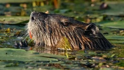 Çekya'nın yıllardır yapamadığını kunduzlar 2 günde yaptı!