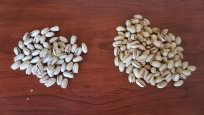 Fıstıkta Tehlike: Siirt Fıstığı Adına Satılan Kaçak İran Fıstığı Kanser Riski Taşıyor!