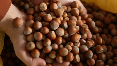 Ordu'da 50 Randıman Fındığın Kilosu Kaç Para, Fındık Fiyatları Yükselecek Mi?