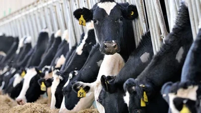 Cumhurbaşkanı Erdoğan’dan Hayvancılığa Destek: Ödemesiz Kredi ve 270 Bin Liralık Geri Ödeme Desteği Sağlanacak!