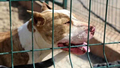 İstanbul'da Pitbull Saldırısı Ortalığı Karıştırdı: Tartıştığı Polis Memurunun Üstüne Köpeğini Saldı!