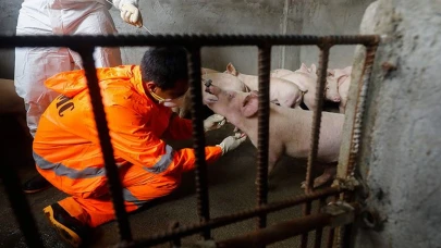 Avustralya'da domuz çiftliklerinde Japon Ensefaliti Virüsü tespit edildi