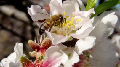 İlk Cemre 2025 Havaya Düştü mü? Ne Zaman Cemre Havaya Düşecek?