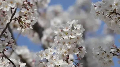 İlk Cemre Düştü Mü? Hava Cemre Düşme Tarihi 2025 Ne Zaman? Hangi Tarihlerde?