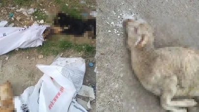 Kan dolduran olay: 11 köpek, 1 kuzu ölü bulundu