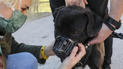 Polise pitbull köpeğiyle saldırdı tutuklandı!