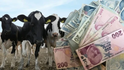 Hayvancılık yapan gençlere devletten hibe: İşte şartlar