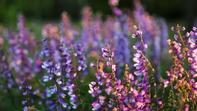 Soğuk Günler Bitiyor! İlk Cemre Ne Zaman Havaya Düşecek? Baharın Müjdecisi O Tarihte Başlıyor!