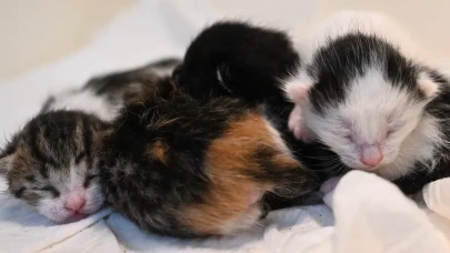 İstanbul’da Vicdanları Sızlatan Olay: Hamile Kedi Karton Kutu İçinde Bırakıldı!