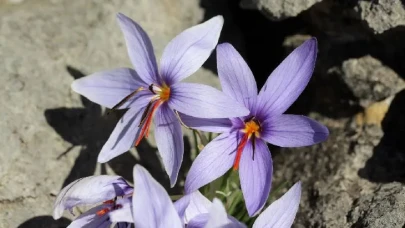 Bu Bitki Yalnızca Türkiye’de Yetişiyor: Kaçıranlara 557 Bin TL Ceza!