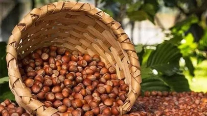 Fındıkta tarihi rekor! Türkiye'nin ihracat geliri %25 arttı