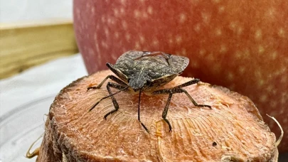 Fındık Üreticilerinin Kokarca Sorununa Çözüm Bulundu! Samuray Arısı Üretimi Hız Kazandı