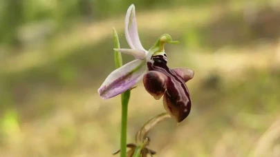 Bu çiçeği koparmayın! Cezası tam 557 bin TL