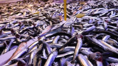 Trabzon’da Balık Bolluğu: Ramazan Ayında Tezgahlar Şenlendi