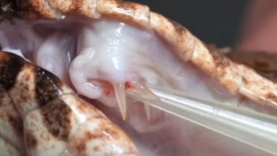 İnanılmaz Keşif! Yılan Türlerinde Görülmemiş Mutasyon Ortaya Çıktı!