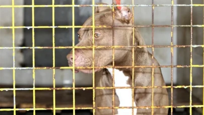 ABD'de silahlanma çılgınlığı: Artık köpekler bile silah kullanıyor!