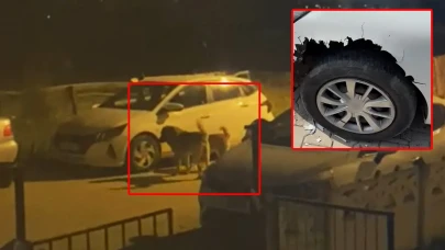 100 Bin Liralık Zarar! Çınarcık’ta Sokak Köpekleri Araçları Parçaladı!
