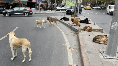 Başıboş köpek terörü son buluyor! Bakanlık, belediyeleri mercek altına aldı!