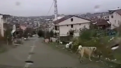 Bakkala Gitmek İstemişti, Ölümden Döndü! 5 Yaşındaki Çocuğa Köpekler Saldırdı